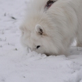 honden foto Wat ruik ik daar?