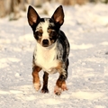 honden foto 