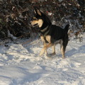 honden foto 