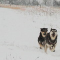 honden foto 