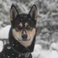 honden foto 