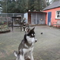 honden foto 