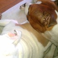honden foto 