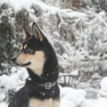 honden foto 