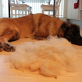 honden foto De rui is weer begonnen ....