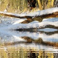 honden foto 