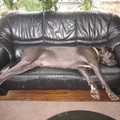 honden foto bank hangen