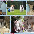 honden foto Collage van al mijn beestjes <3