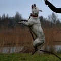 honden foto 