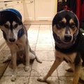 honden foto 