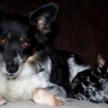 honden foto Trots op Andor