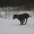 honden foto sneeuw