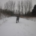 honden foto sneeuw