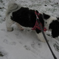 honden foto 15-1-2013