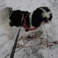 honden foto 15-1-2013