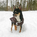honden foto Sneeuwbrauw
