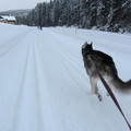 honden foto 