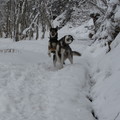 honden foto 