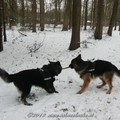 honden foto 