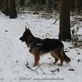 honden foto 