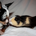 honden foto Noa en Boef