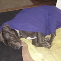 honden foto bbbrrr