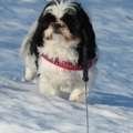 honden foto alweer sneeuw 6-2-2013
