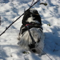 honden foto alweer sneeuw 6-2-2013