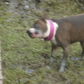 honden foto 