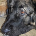 honden foto Lieverd