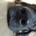 honden foto 