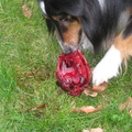 honden foto 