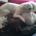 honden foto Lekker knus