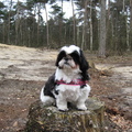 honden foto Lomm boswandeling 3-3-2013