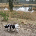 honden foto Lomm boswandeling 3-3-2013
