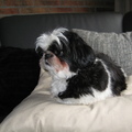 honden foto ,
