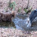 honden foto 