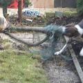 honden foto 