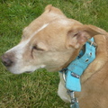 honden foto 
