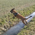 honden foto 