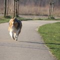 honden foto Rivka HIERR!!! @ 42 weken