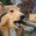 honden foto Tis een stevige tak @ 45 weken