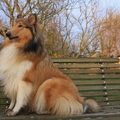 honden foto Wat doen ze daar nou toch?!? @ 46 weken