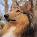 honden foto Mijn liefste rivvie @ 46 weken