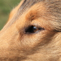 honden foto Mooie oogjes @ 47 weken