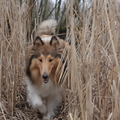 honden foto In het riet @ 48 weken