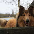 honden foto Rivka <3<3 @ 48 weken
