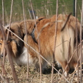 honden foto Door de bomen Rivka niet meer zien @ 49 weken