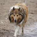 honden foto Bij de rijkerswoerdse plassen @ 49 weken