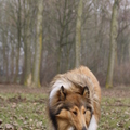 honden foto In drijfmodus @ 49 weken